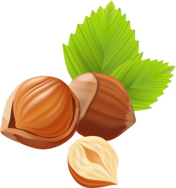 Bir fındık (Fındıklı) ve yaprakları ile gerçekçi illüstrasyon