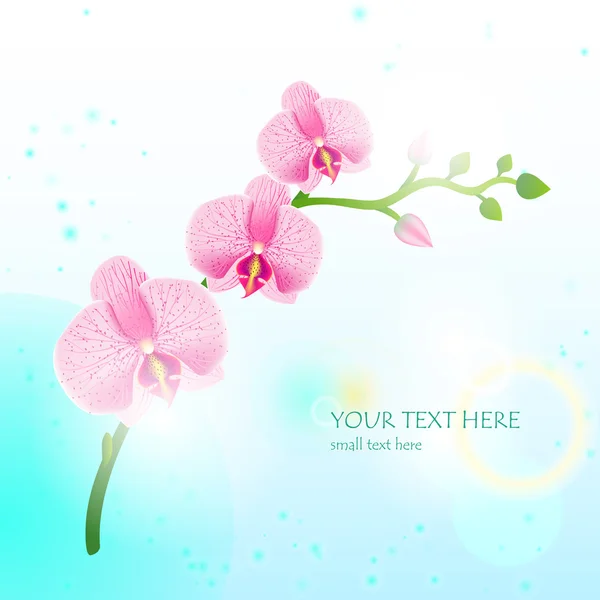 Abstract illustration of orchid — Stock Vector