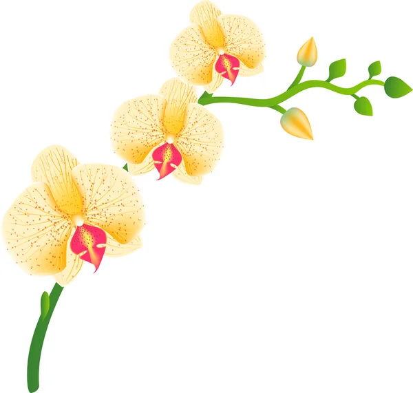 Illustration of realistic orchid — Stock Vector