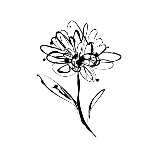 黛西或非洲菊花卉 — 图库矢量图片