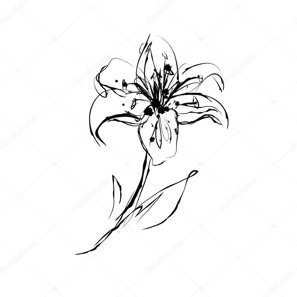 Illustration of lily flower