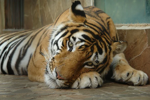 Tiger Hayvanat Bahçesi