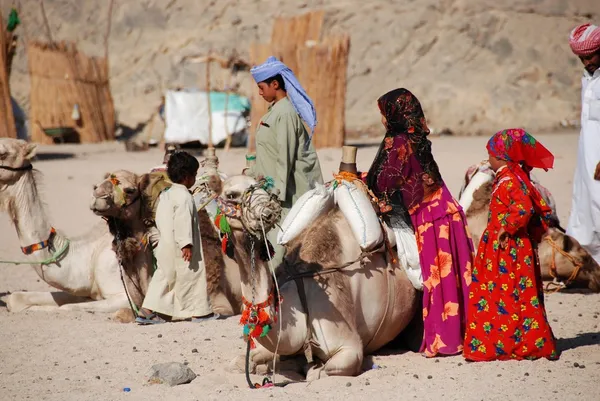 Бедуины со своими верблюдами — стоковое фото
