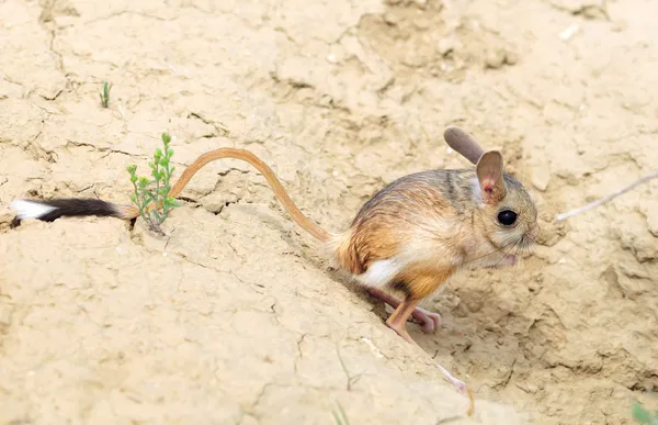 Grote jerboa, allactaga grote — Stockfoto