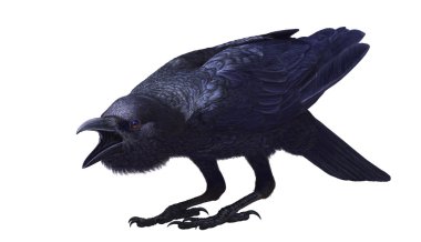 Jungle crow, Corvus macrorhynchos, side view clipart