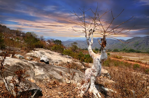 Arbre contre les pentes rocheuses — Photo