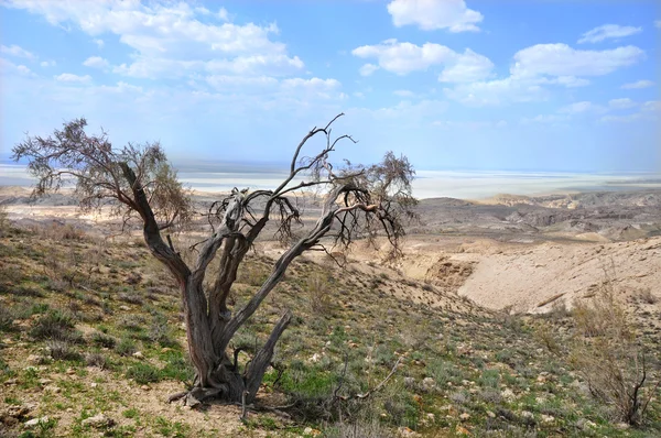 Prachtige landschap van het plateau ustyurt — Stockfoto