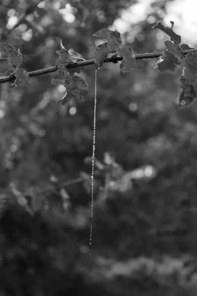 La gota — Foto de Stock