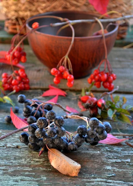 Chokeberry — Stock Photo, Image