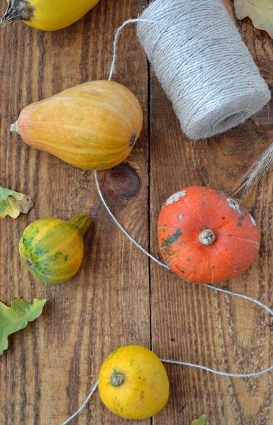 Calabazas de color versicolor —  Fotos de Stock