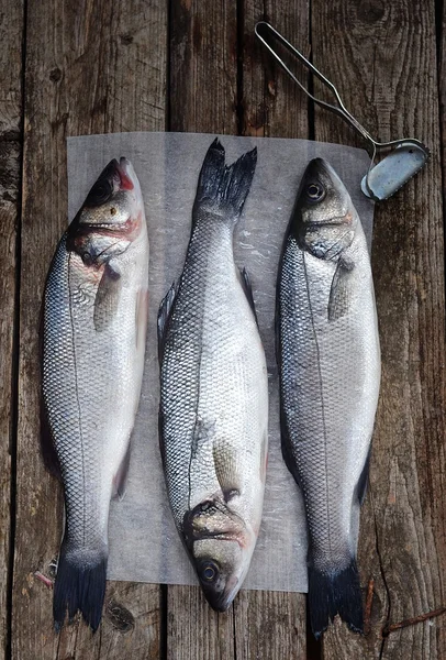 Sea bass — Stock Photo, Image