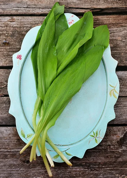 Björnens lök — Stockfoto