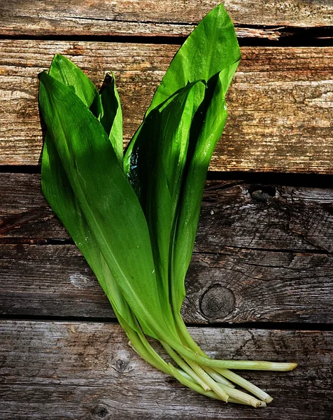 Bear 's onion — стоковое фото