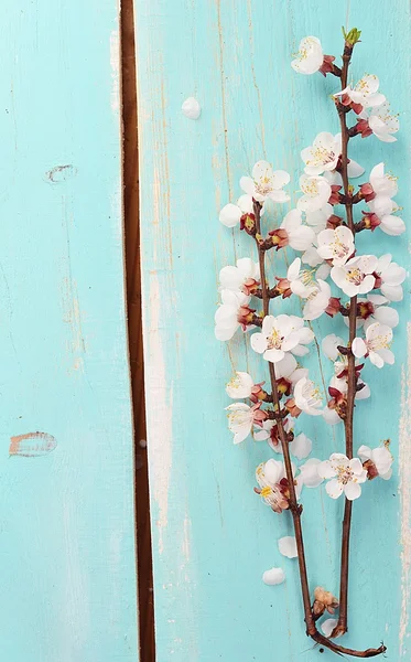 Árbol de albaricoque florecido — Foto de Stock