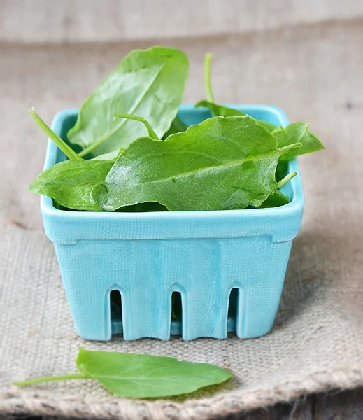 Frischer grüner Sauerampfer — Stockfoto