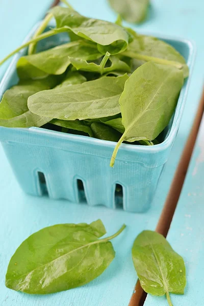 Frischer grüner Sauerampfer — Stockfoto