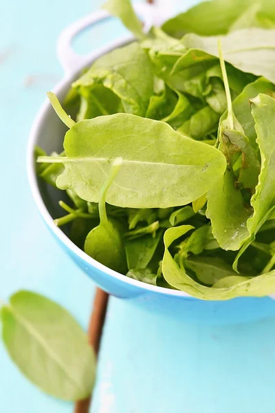 Frischer grüner Sauerampfer — Stockfoto