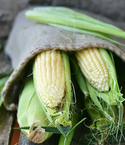 Вуха свіжої кукурудзи — стокове фото