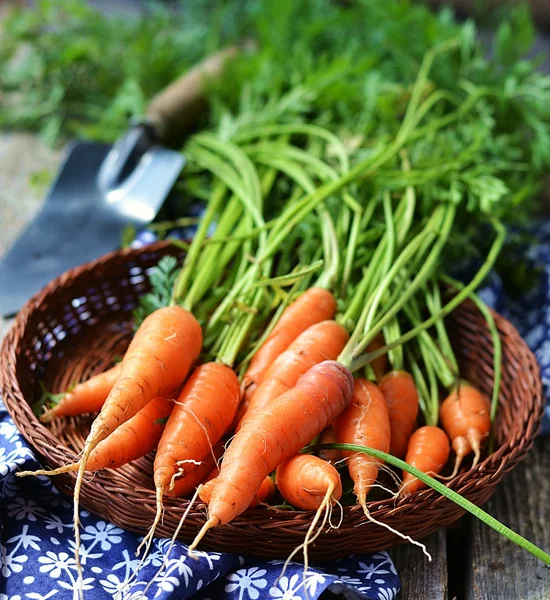 Fresh carrots