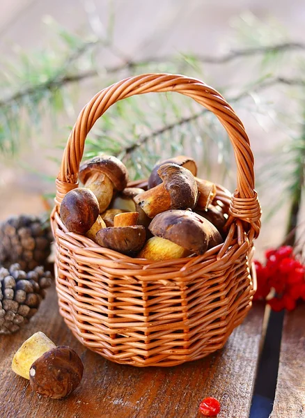 Fresh mushrooms — Stock Photo, Image