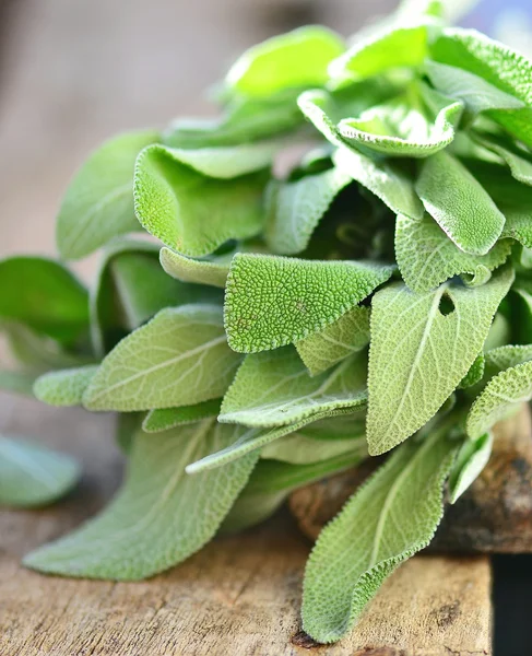 Salvia — Stockfoto