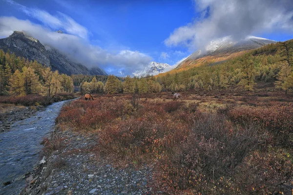 Altaibergen — Stockfoto