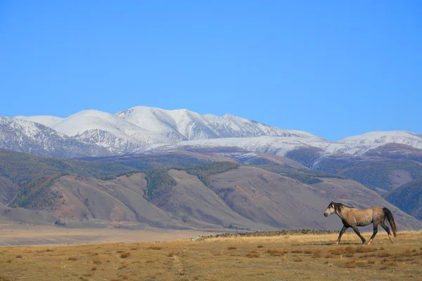 Altai bergen — Stockfoto