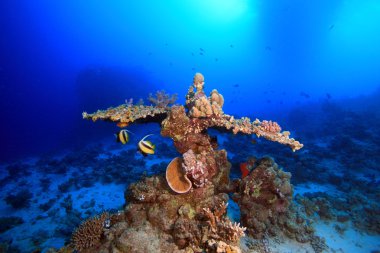 Kızıl denizdeki deniz yaşamı