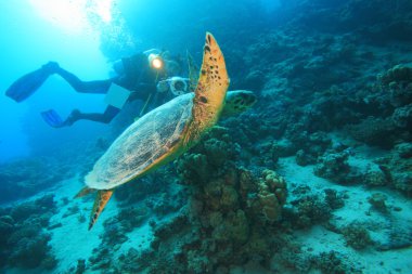 Kızıl denizdeki deniz yaşamı