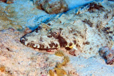 Kızıl denizdeki deniz yaşamı