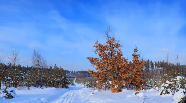 Paisagem inverno — Fotografia de Stock