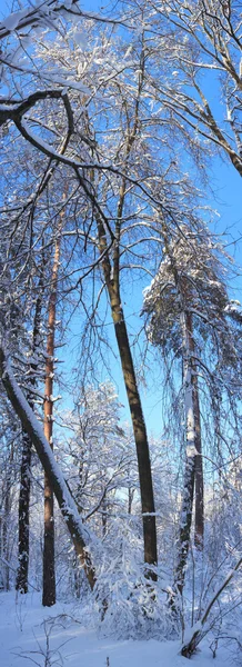 Paesaggio invernale — Foto Stock