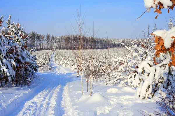 Paisagem inverno — Fotografia de Stock