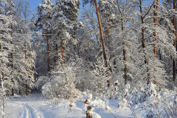 Paesaggio invernale — Foto Stock