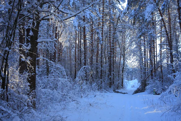 Paesaggio invernale — Foto Stock