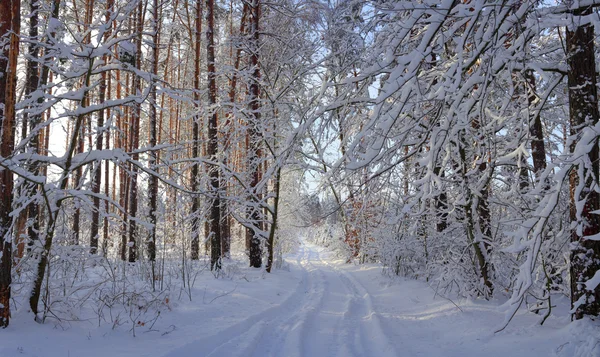 Paysage hivernal — Photo