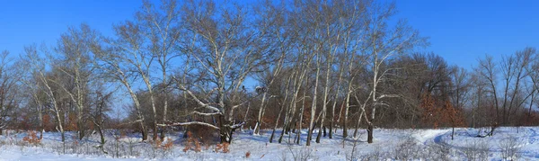 Winter Landscape — Stock Photo, Image