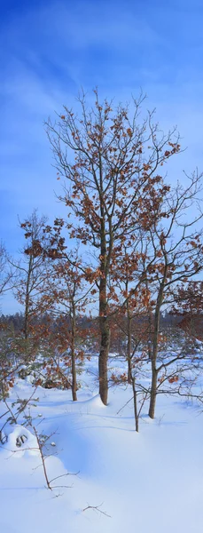 Winterlandschap — Stockfoto