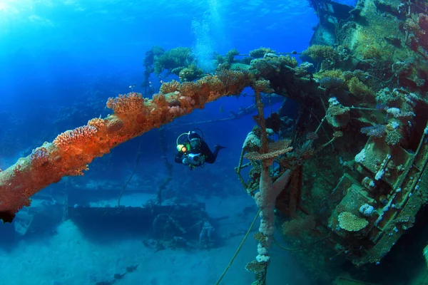 Marine Life in the Red Sea — Stock Photo, Image