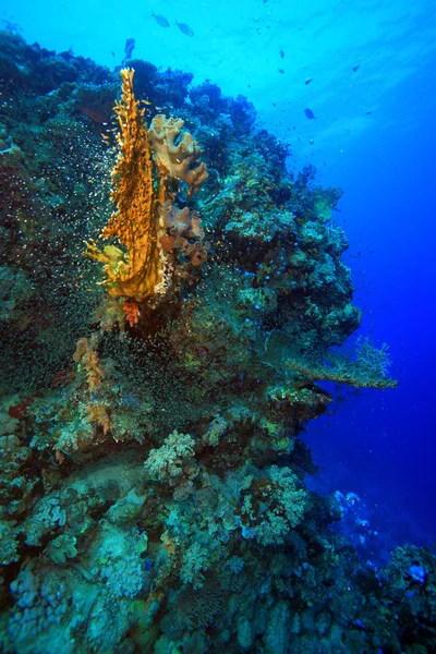 Vita marina nel mare rosso — Foto Stock