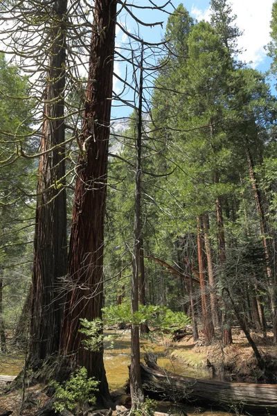 Park Narodowy Yosemite — Zdjęcie stockowe