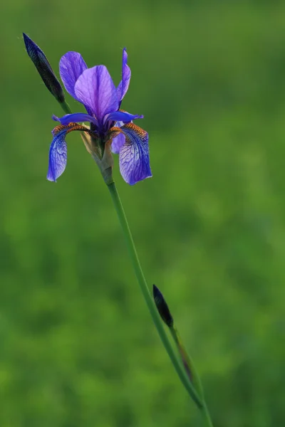 Irises — Stock fotografie