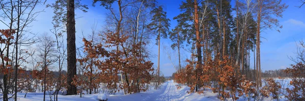 Winter Landscape — Stock Photo, Image