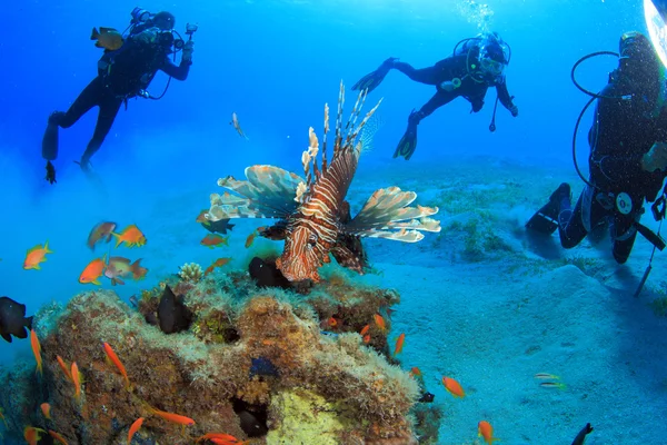La vida marina en el mar rojo — Foto de Stock