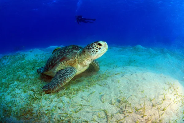 Meereslebewesen im Roten Meer — Stockfoto