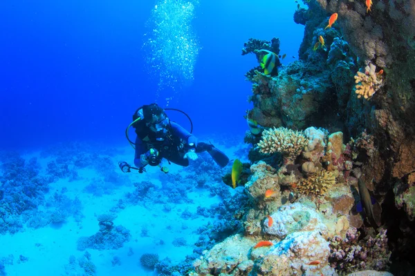 Marine Life in the Red Sea — Stock Photo, Image