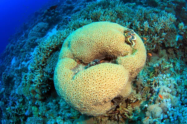 Marine Life in the Red Sea — Stock Photo, Image