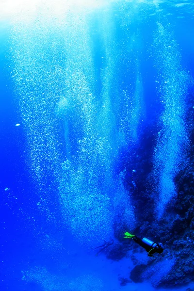 红海中的海洋生物 — 图库照片