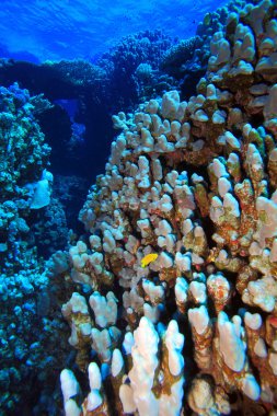 Kızıl denizdeki deniz yaşamı