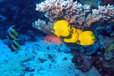 Kızıl denizdeki deniz yaşamı